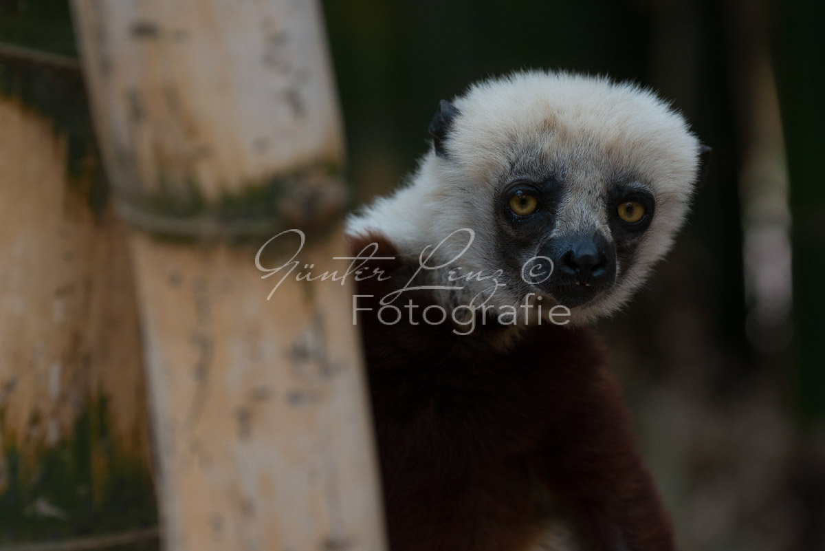 Madagaskar