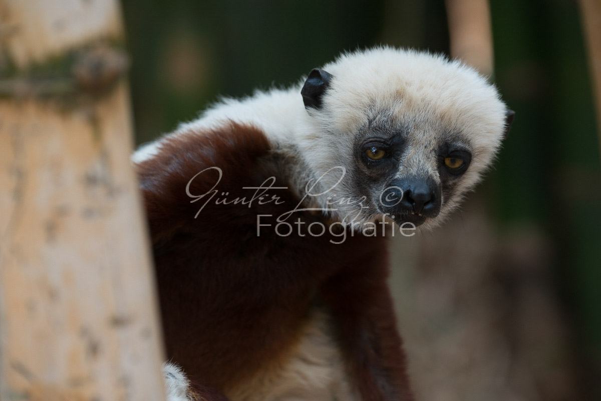 Madagaskar
