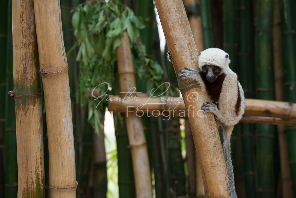 Madagaskar