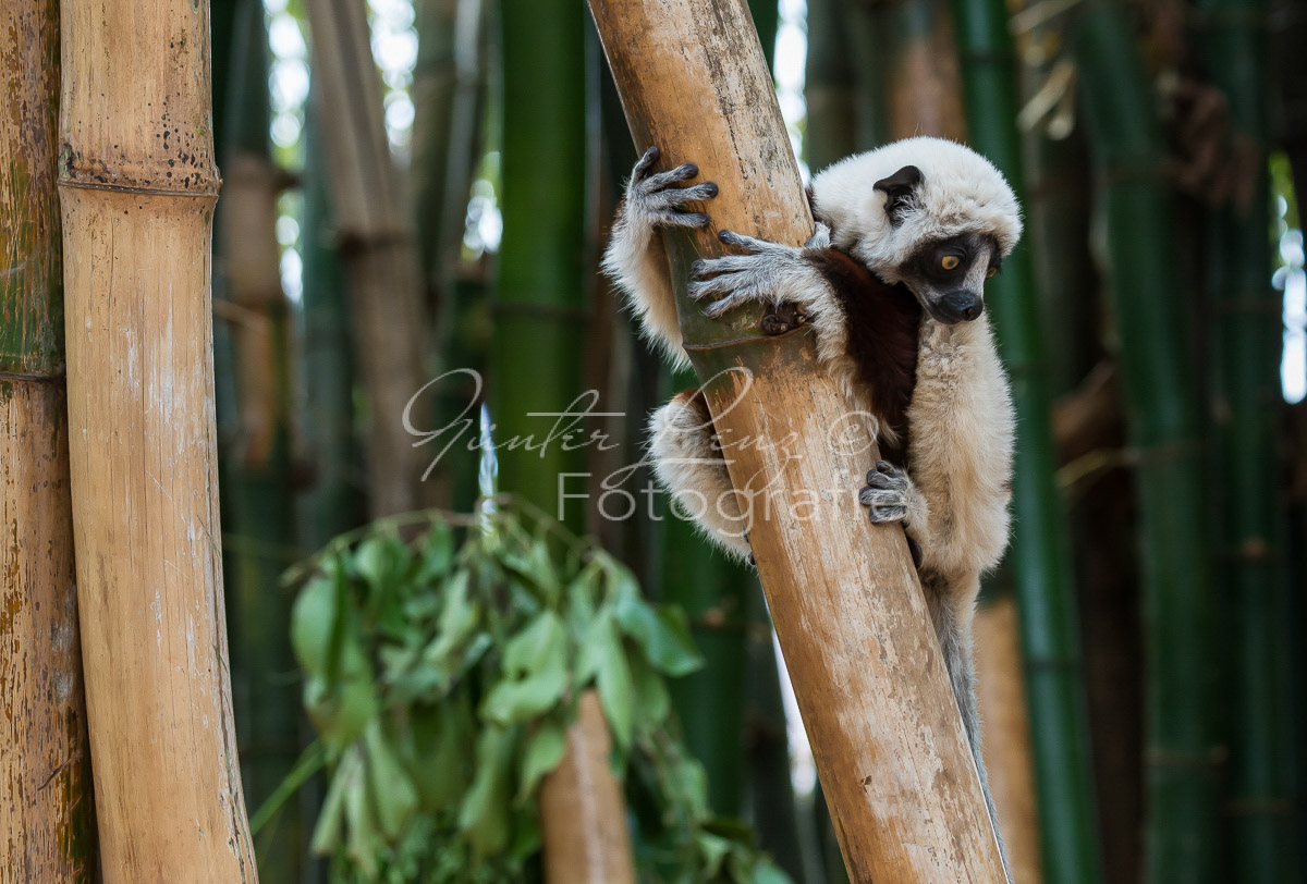 Madagaskar