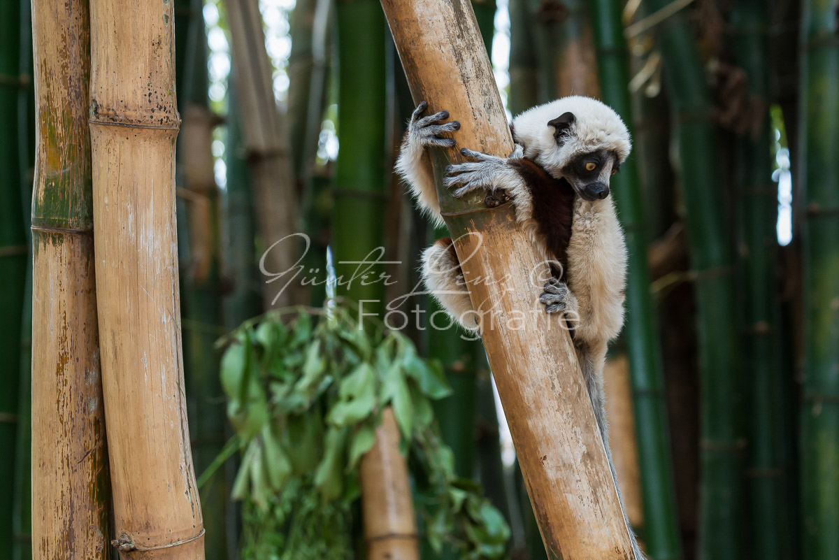 Madagaskar