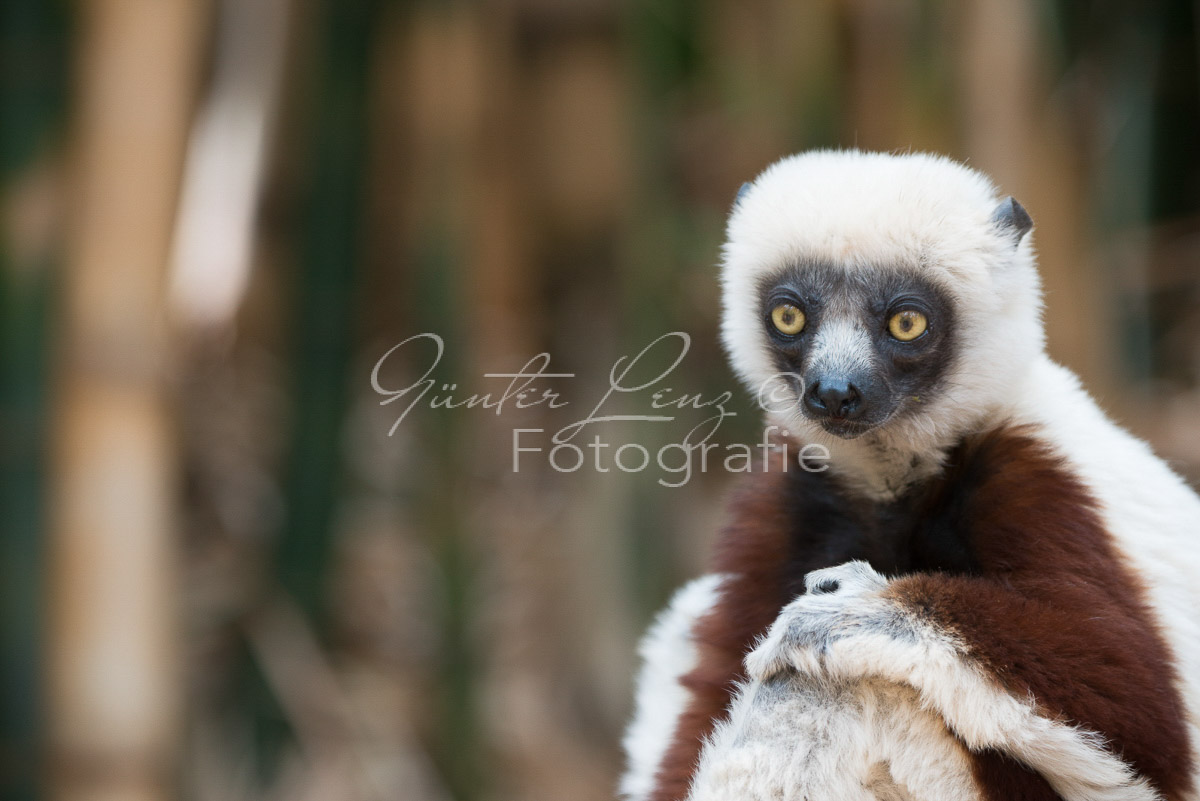 Madagaskar