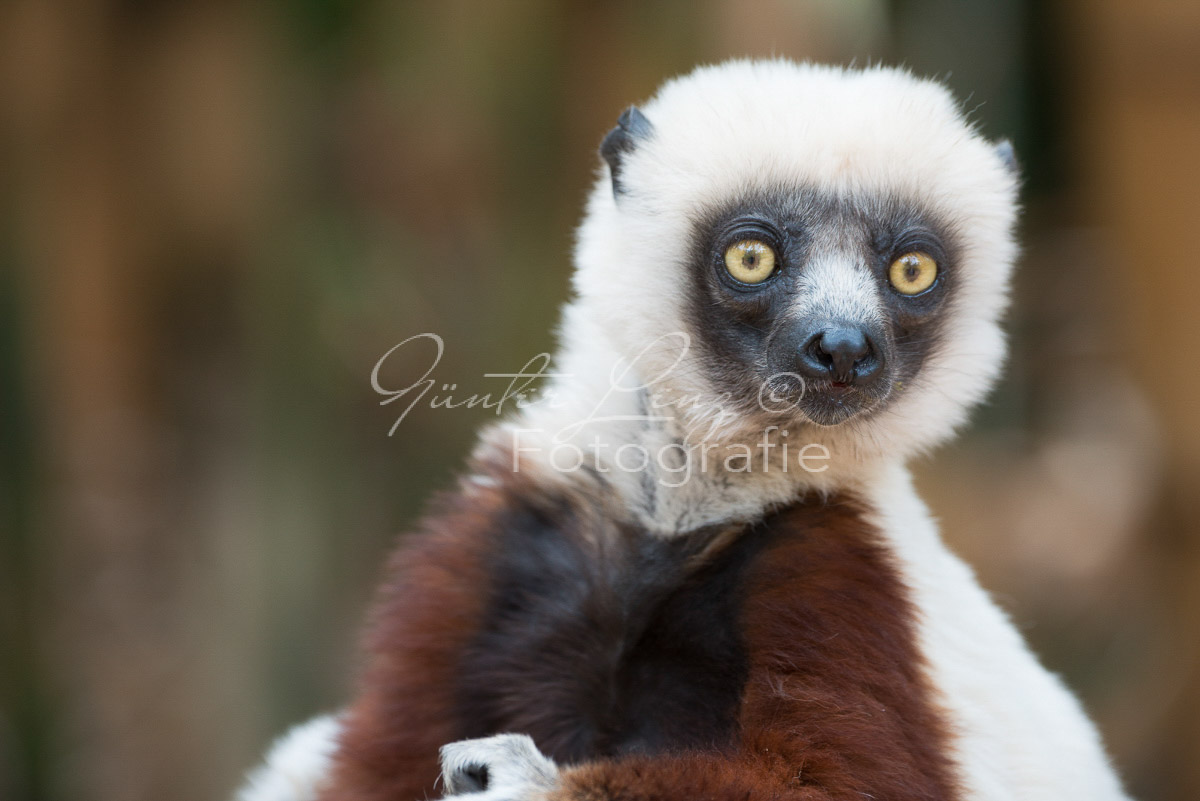 Madagaskar