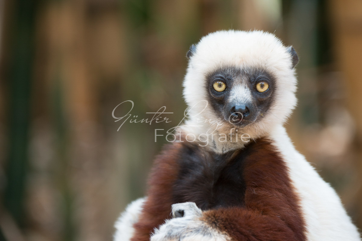 Madagaskar