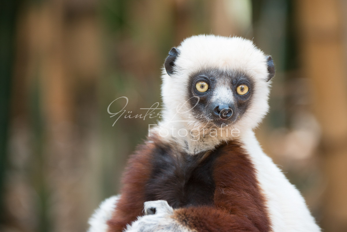 Madagaskar