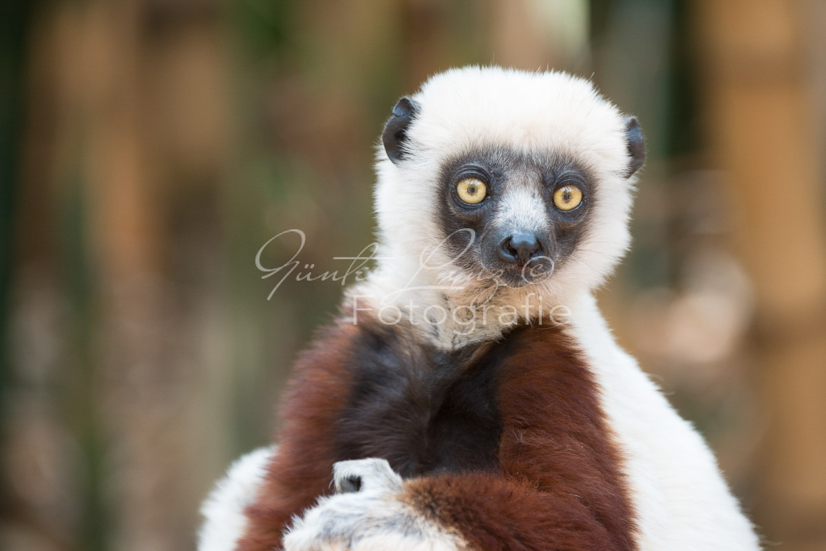 Madagaskar
