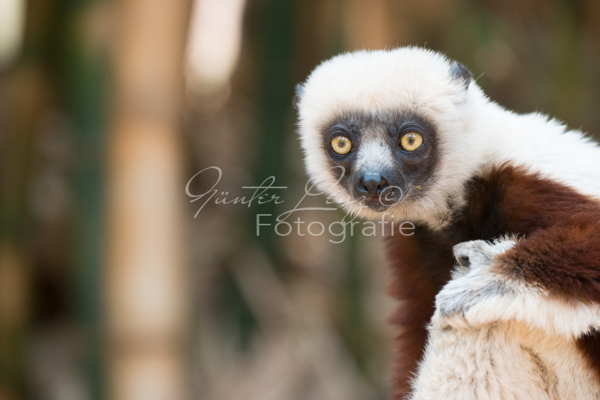 Madagaskar