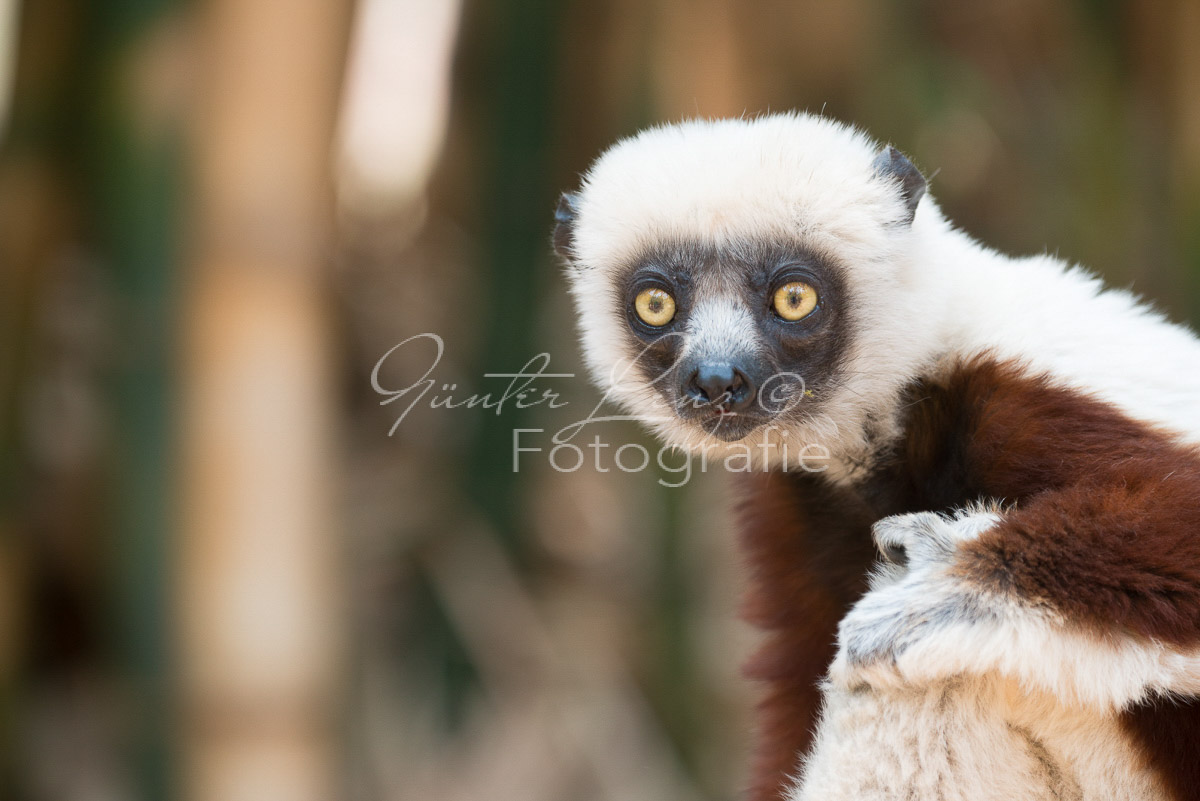 Madagaskar