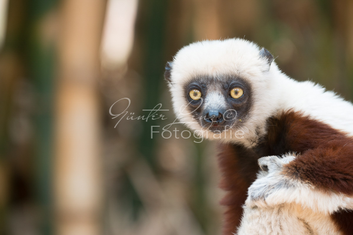 Madagaskar