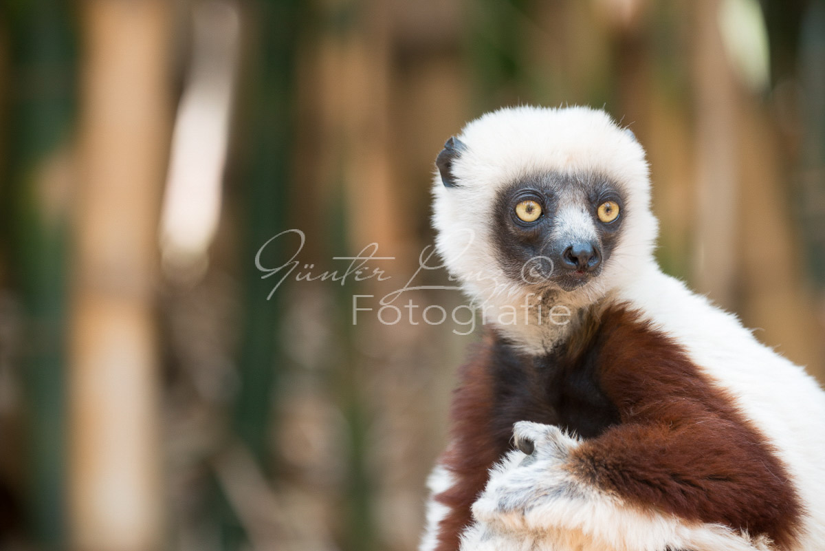 Madagaskar