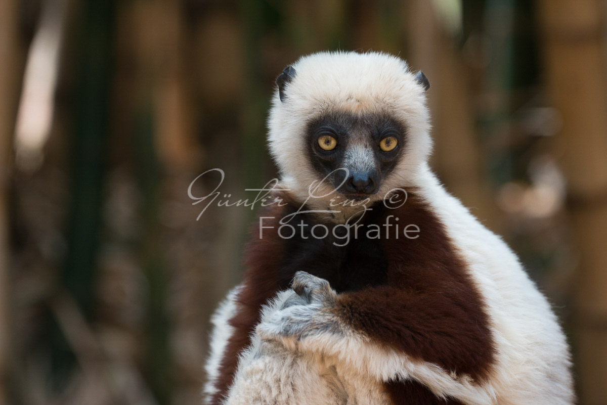 Madagaskar
