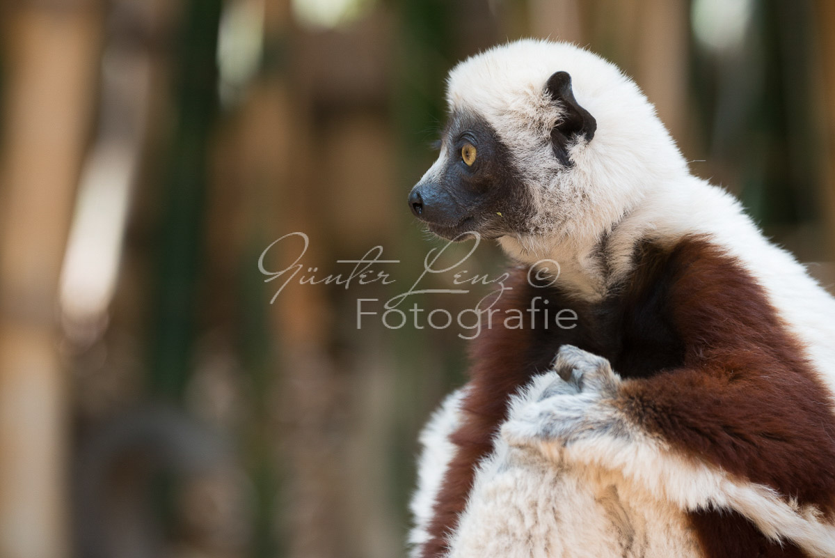 Madagaskar