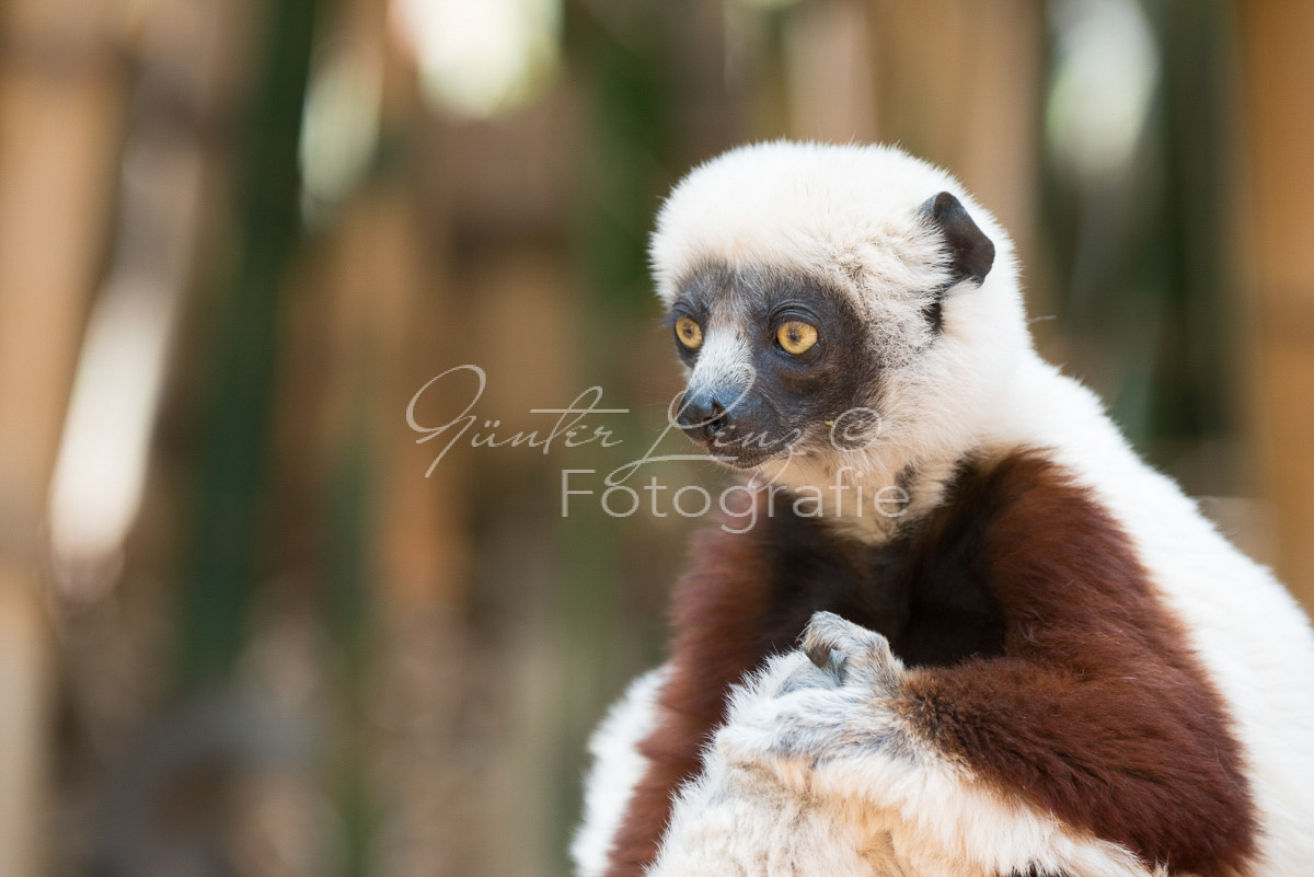Madagaskar