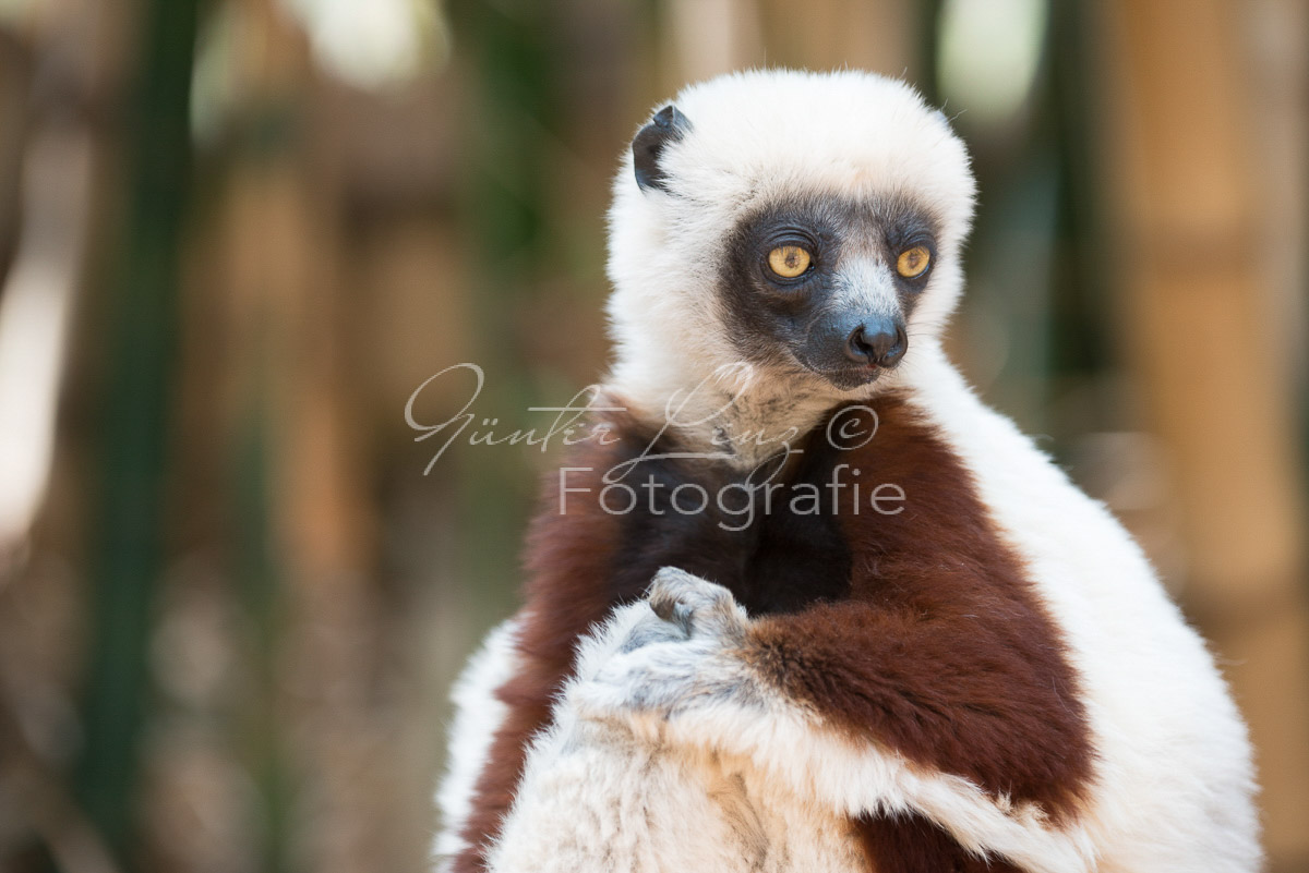 Madagaskar