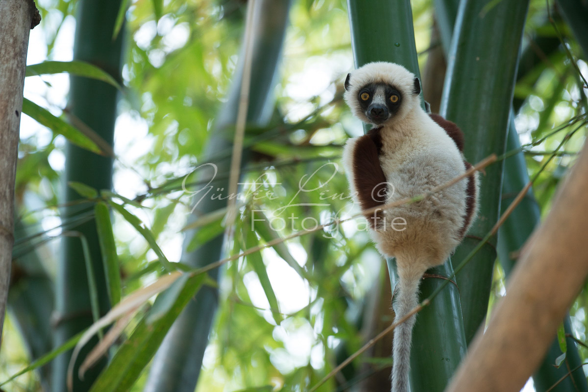 Madagaskar
