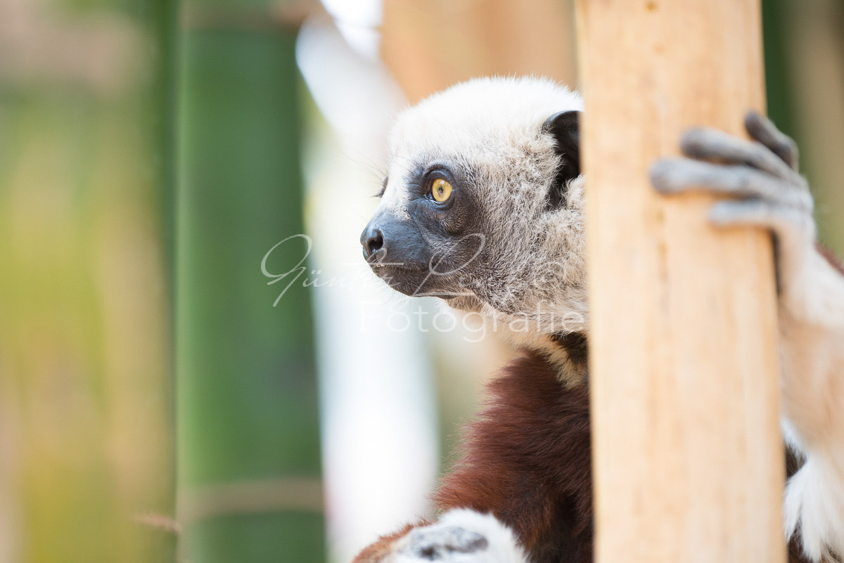 Madagaskar