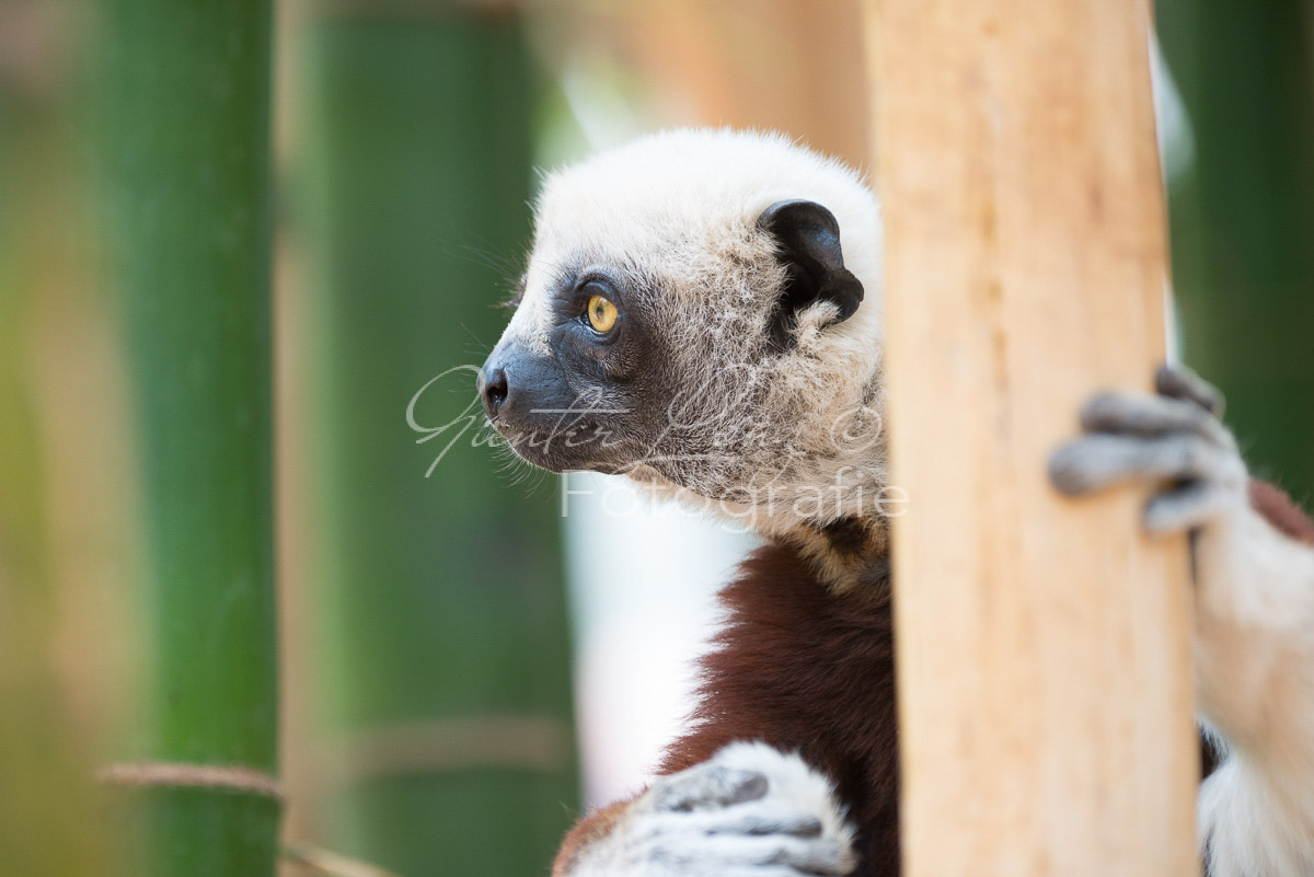Madagaskar
