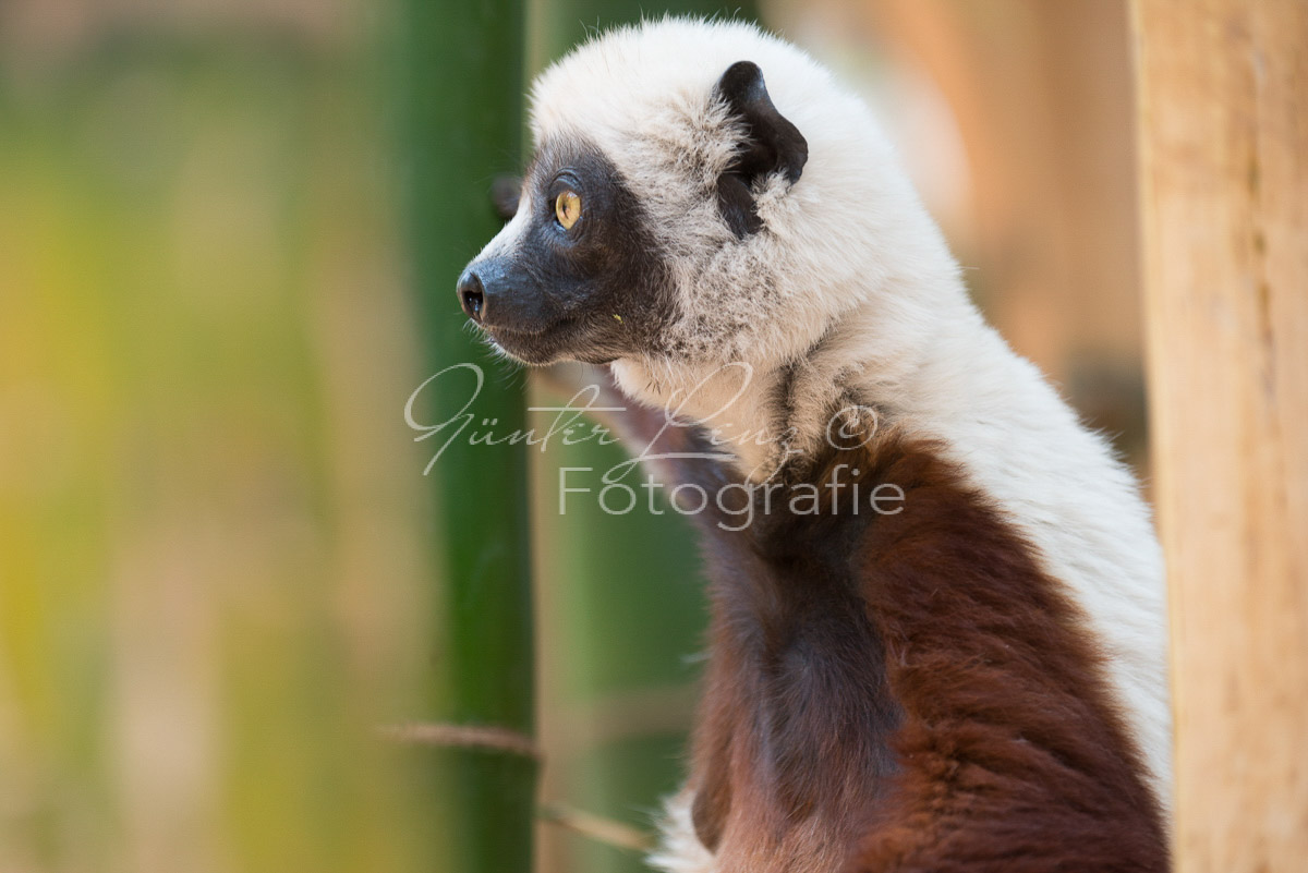 Madagaskar