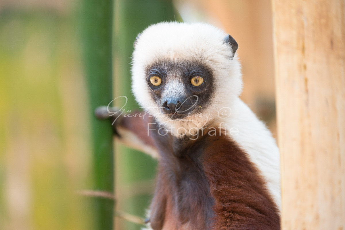 Madagaskar