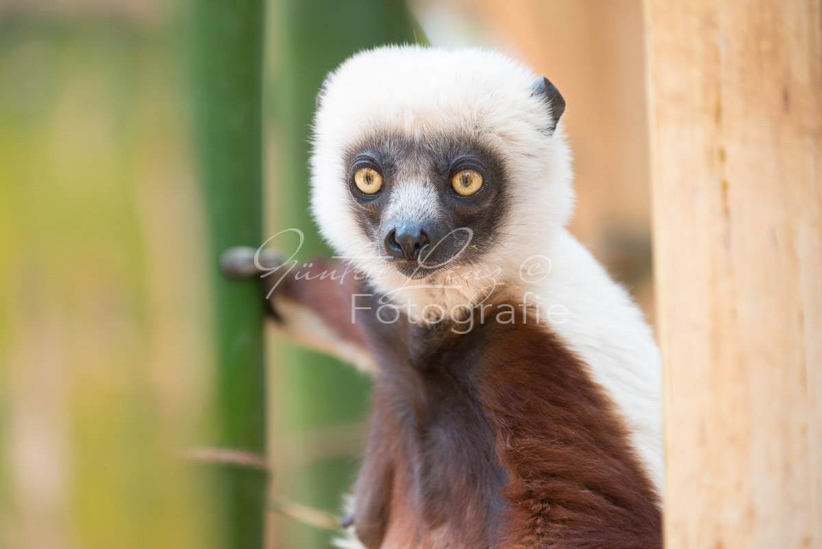 Madagaskar