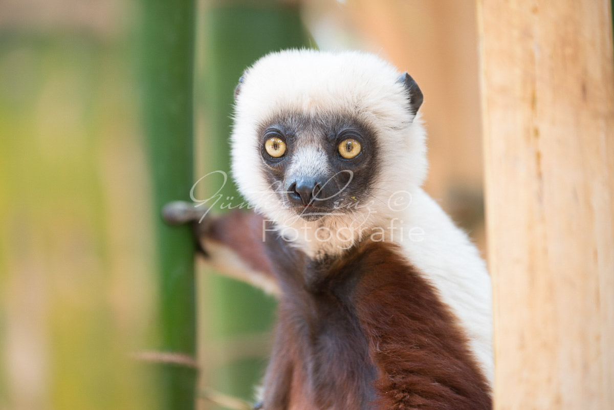 Madagaskar