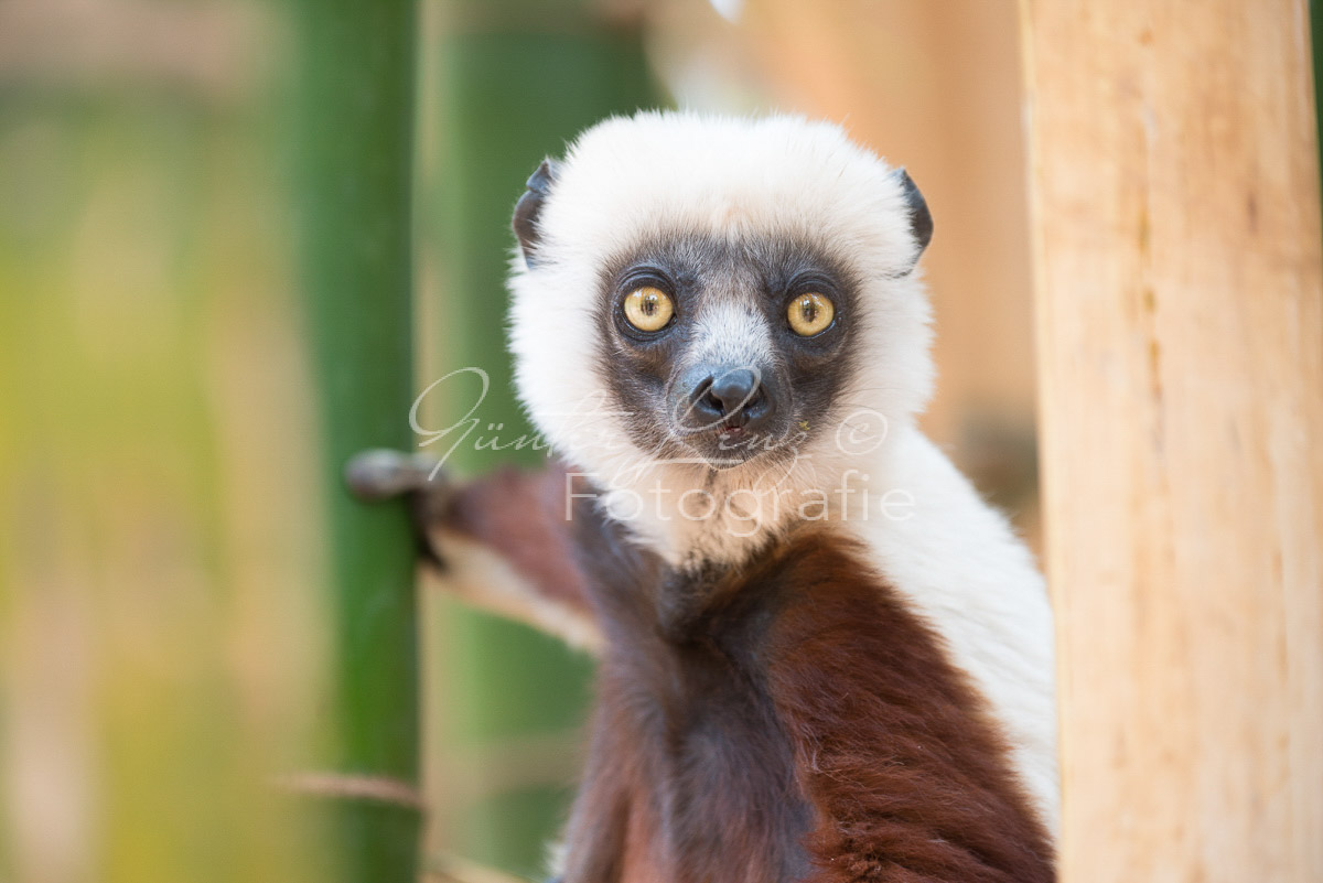 Madagaskar