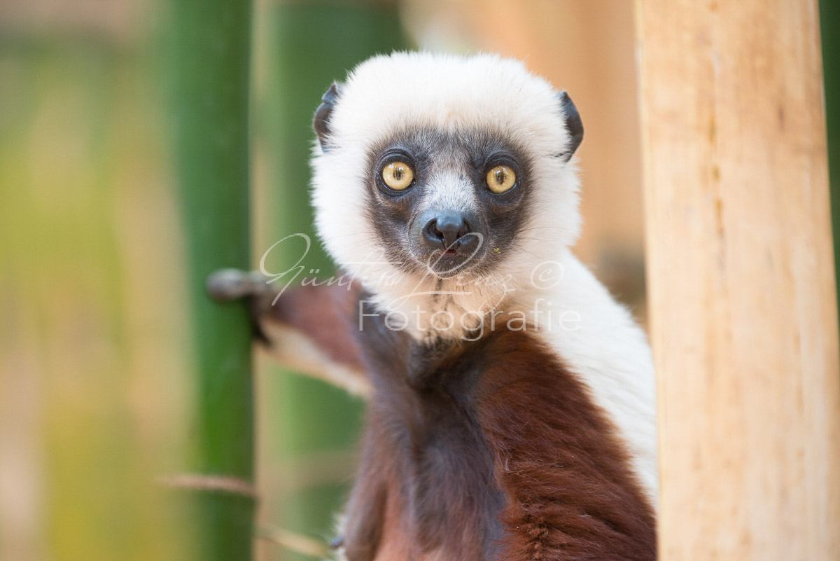 Madagaskar