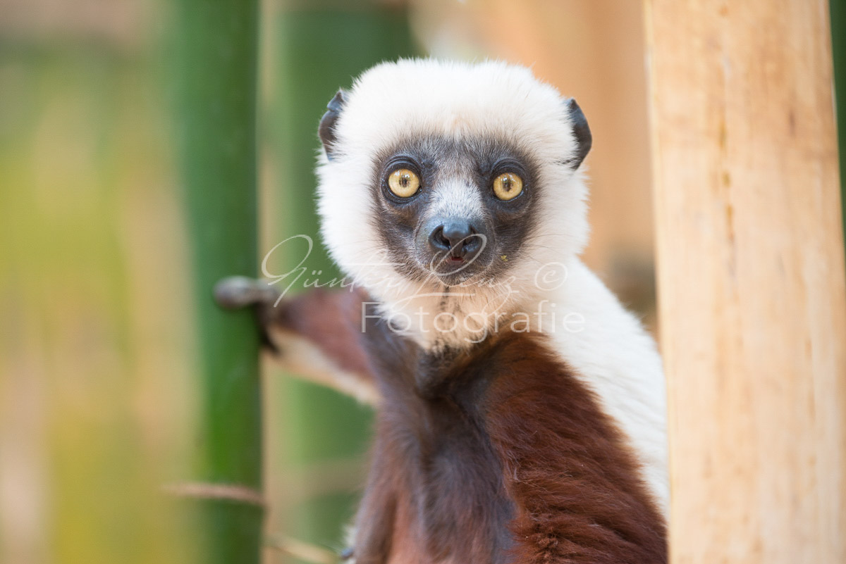 Madagaskar