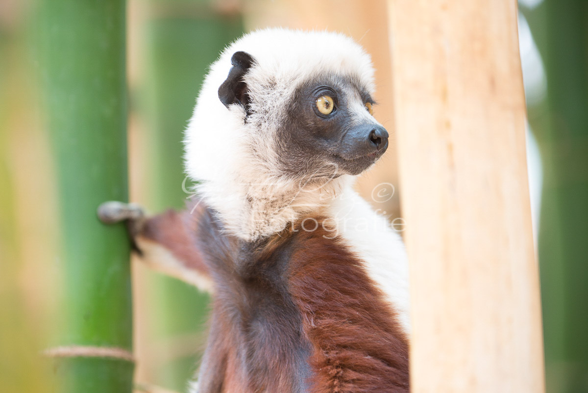 Madagaskar