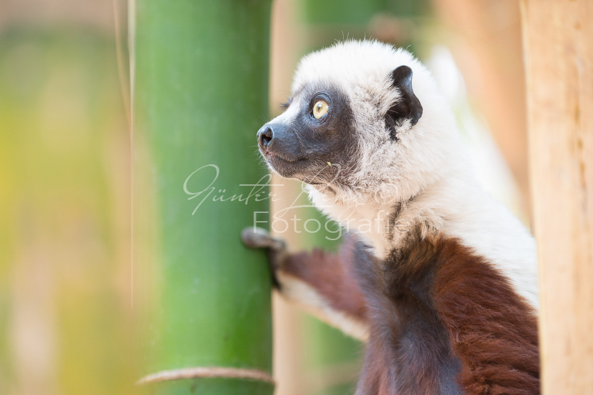 Madagaskar