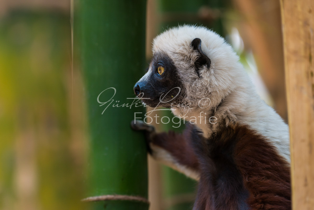 Madagaskar