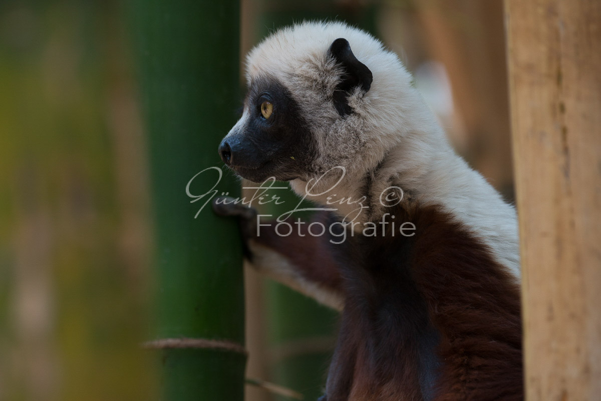 Madagaskar