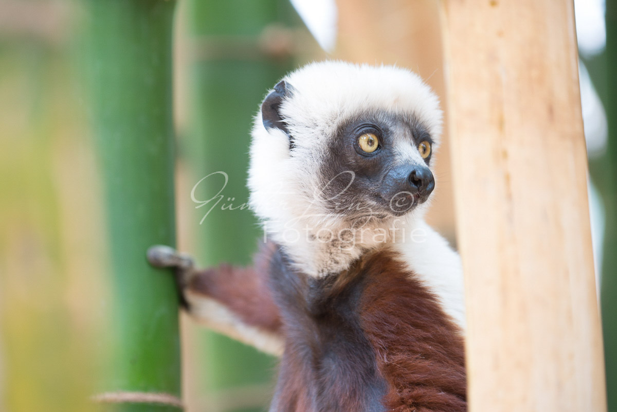 Madagaskar