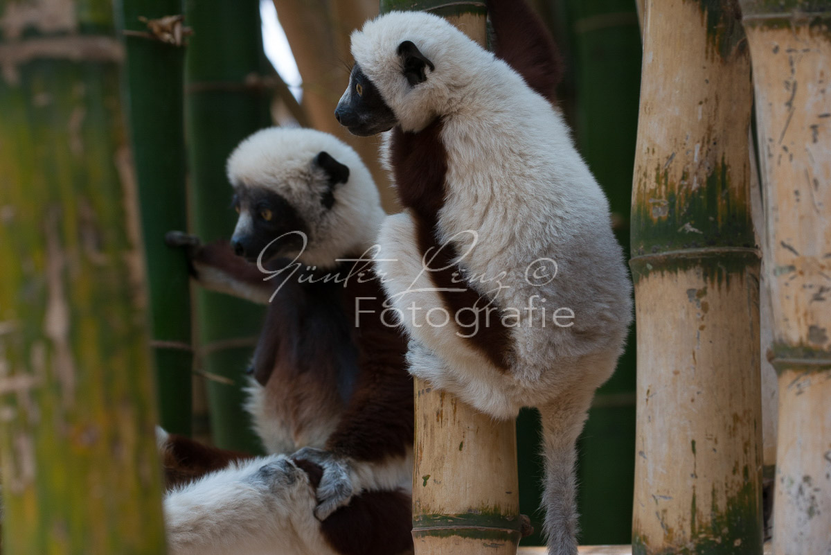 Madagaskar