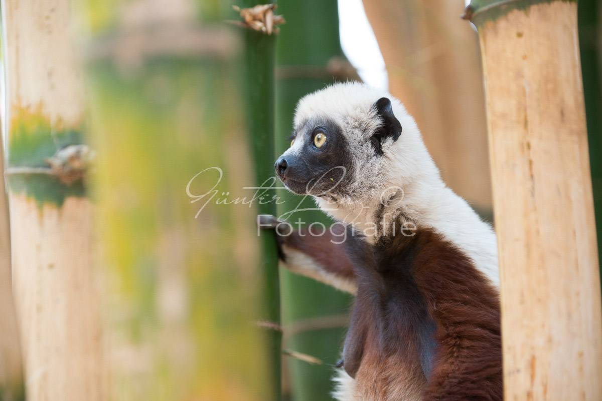 Madagaskar