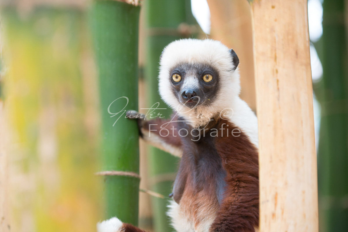 Madagaskar