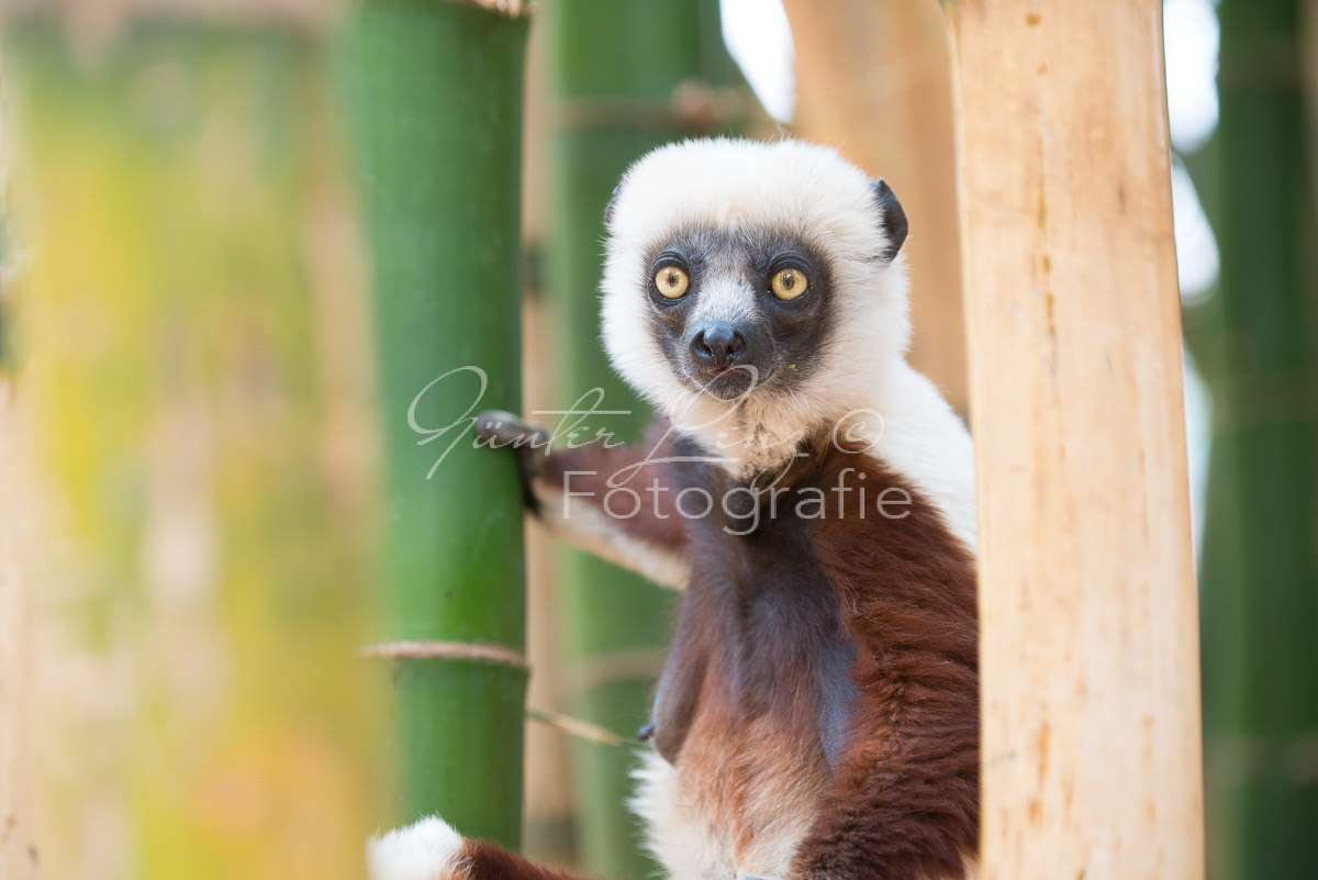 Madagaskar