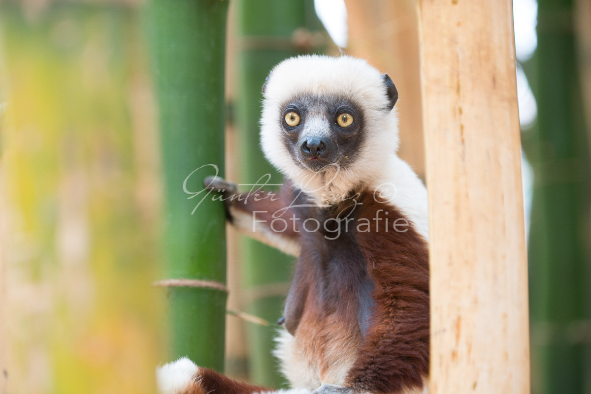 Madagaskar