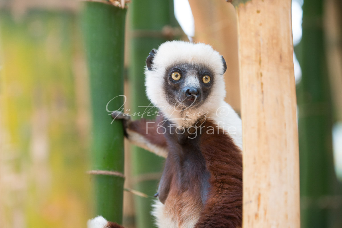Madagaskar