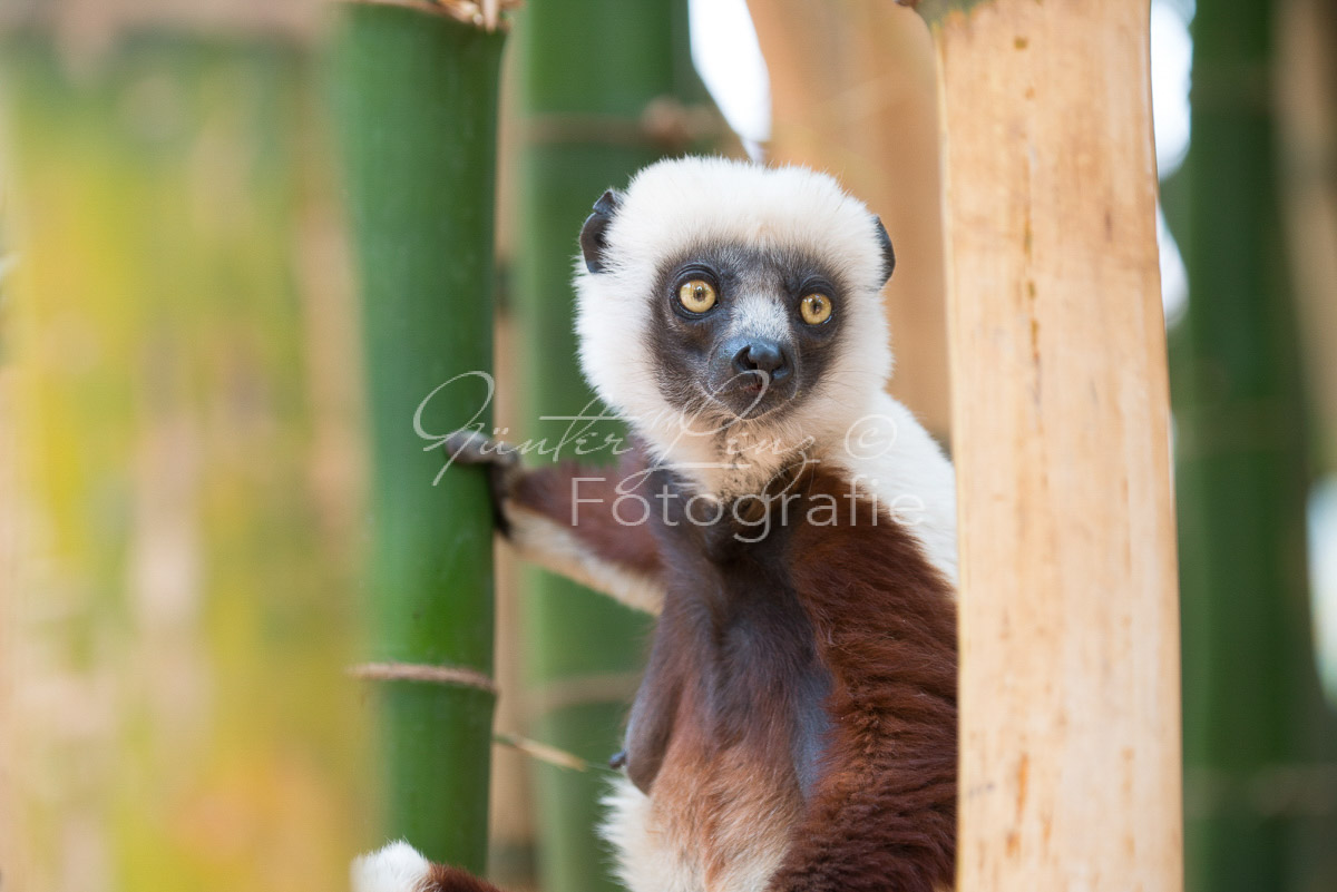 Madagaskar