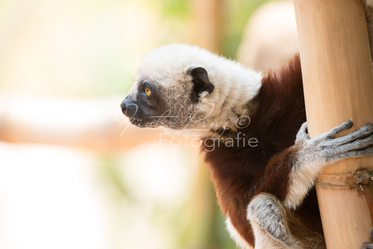 Madagaskar