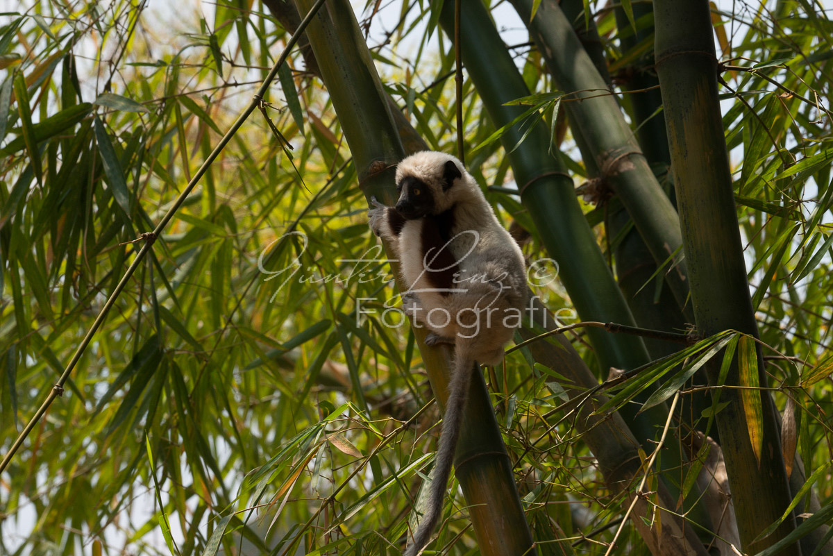 Madagaskar