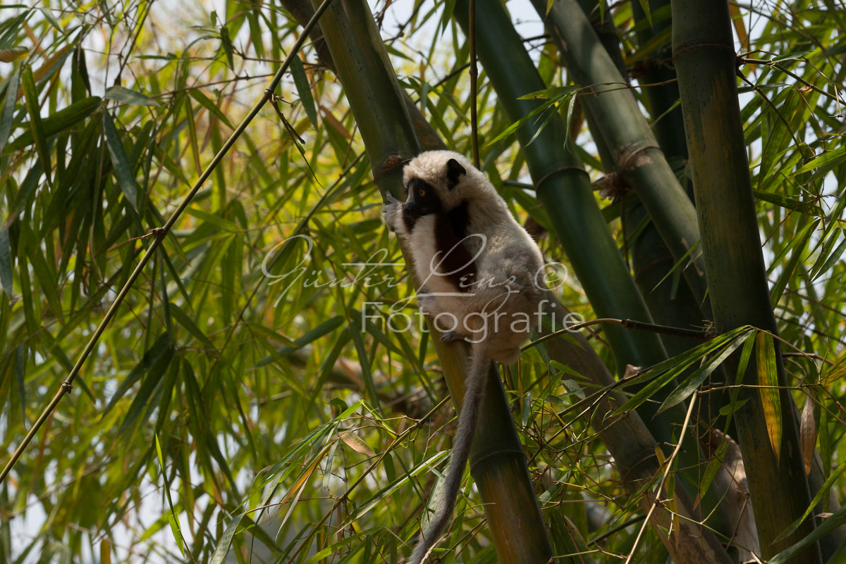 Madagaskar