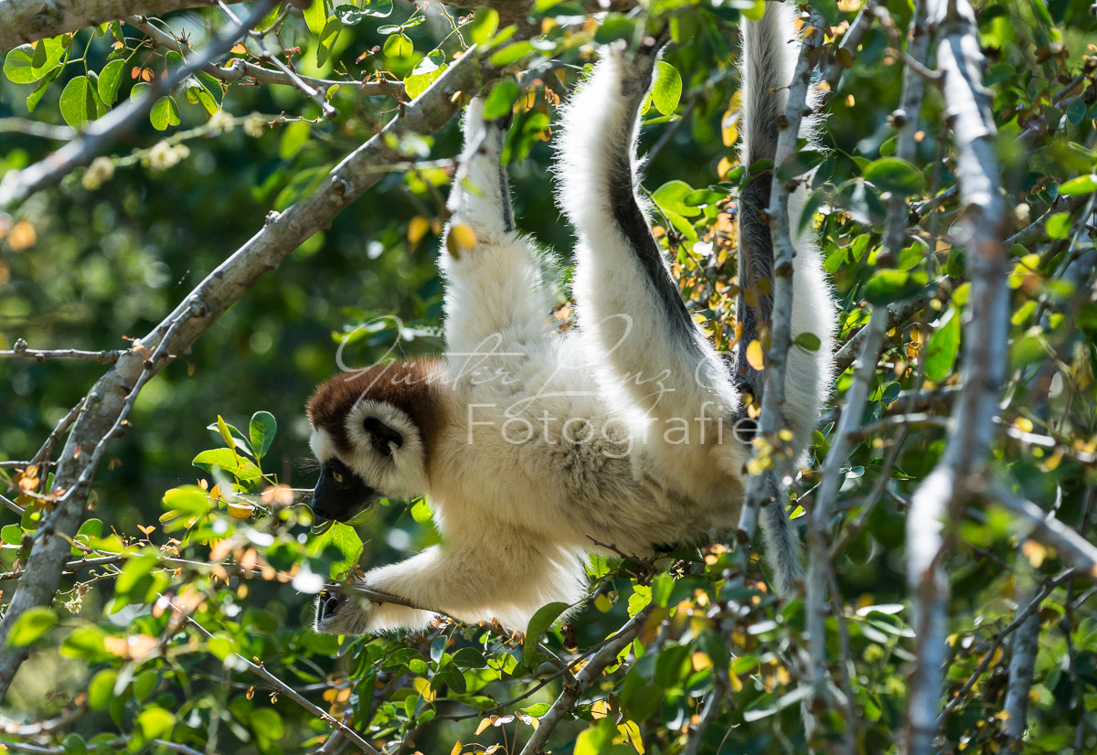 Madagaskar
