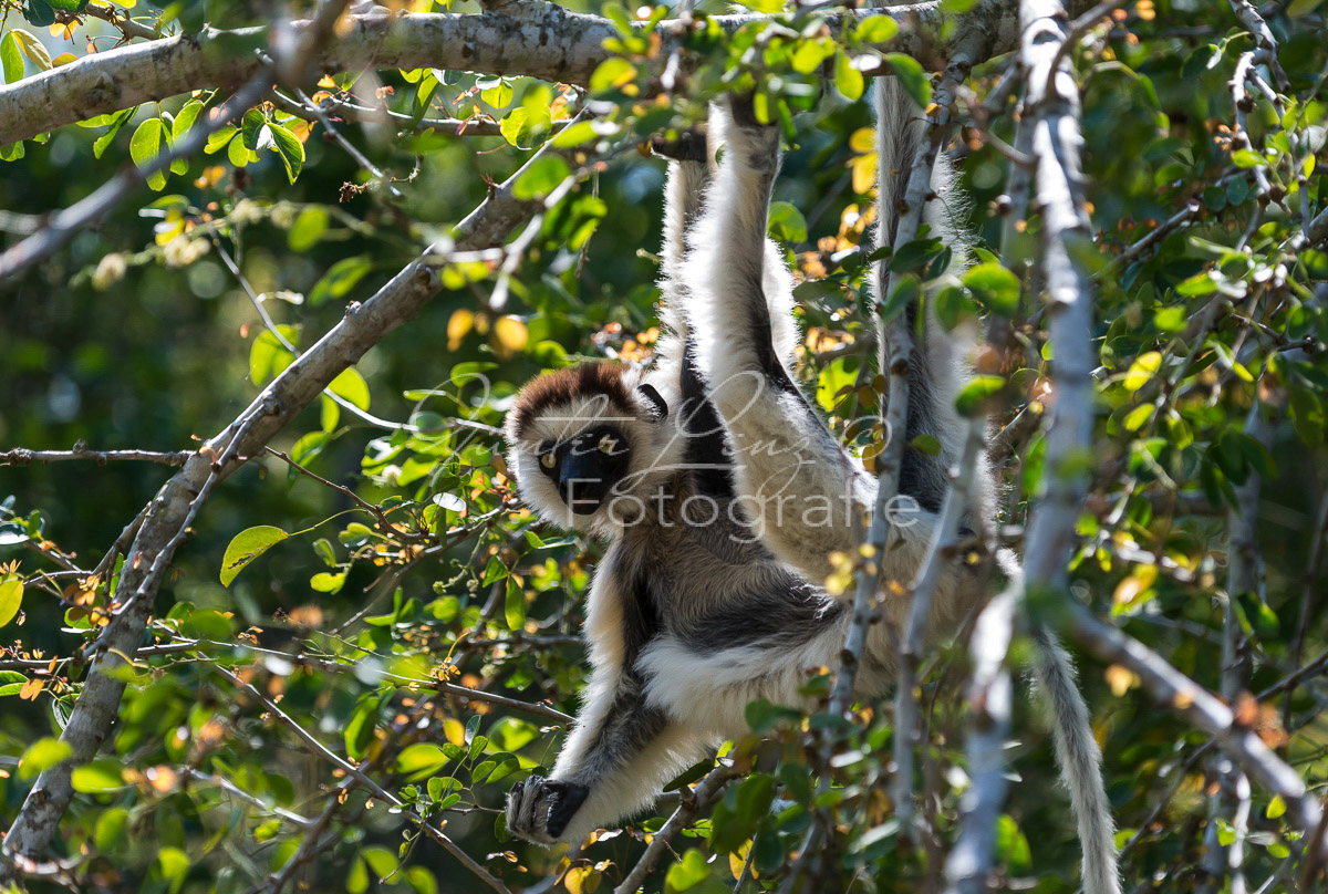 Madagaskar