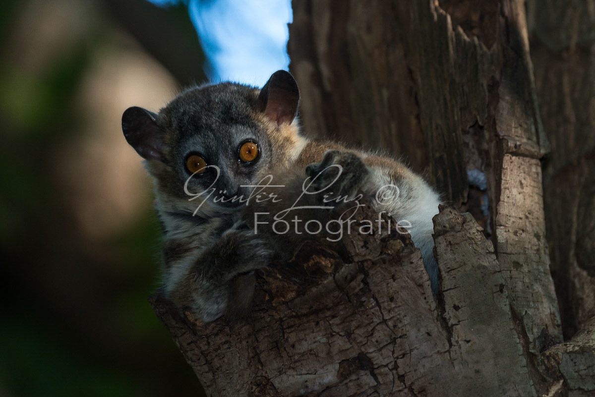 Madagaskar