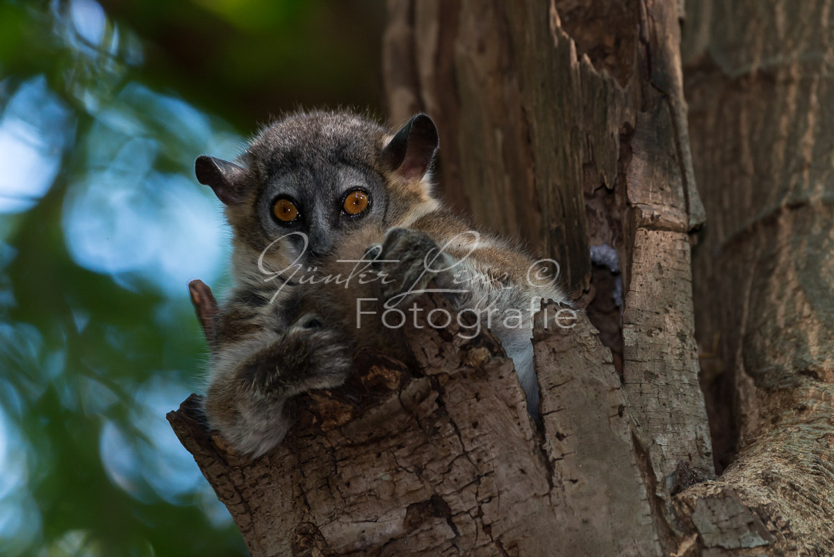Madagaskar