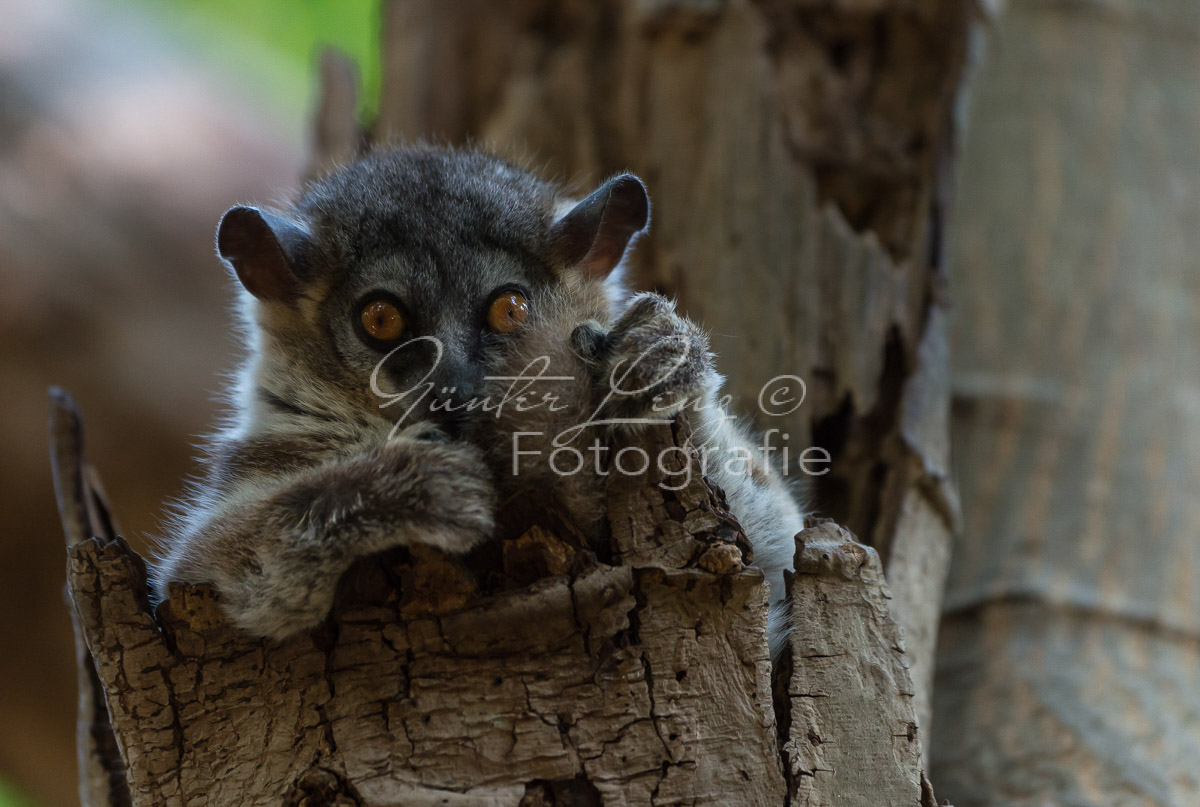 Madagaskar