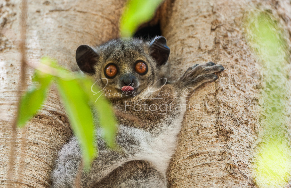 Madagaskar