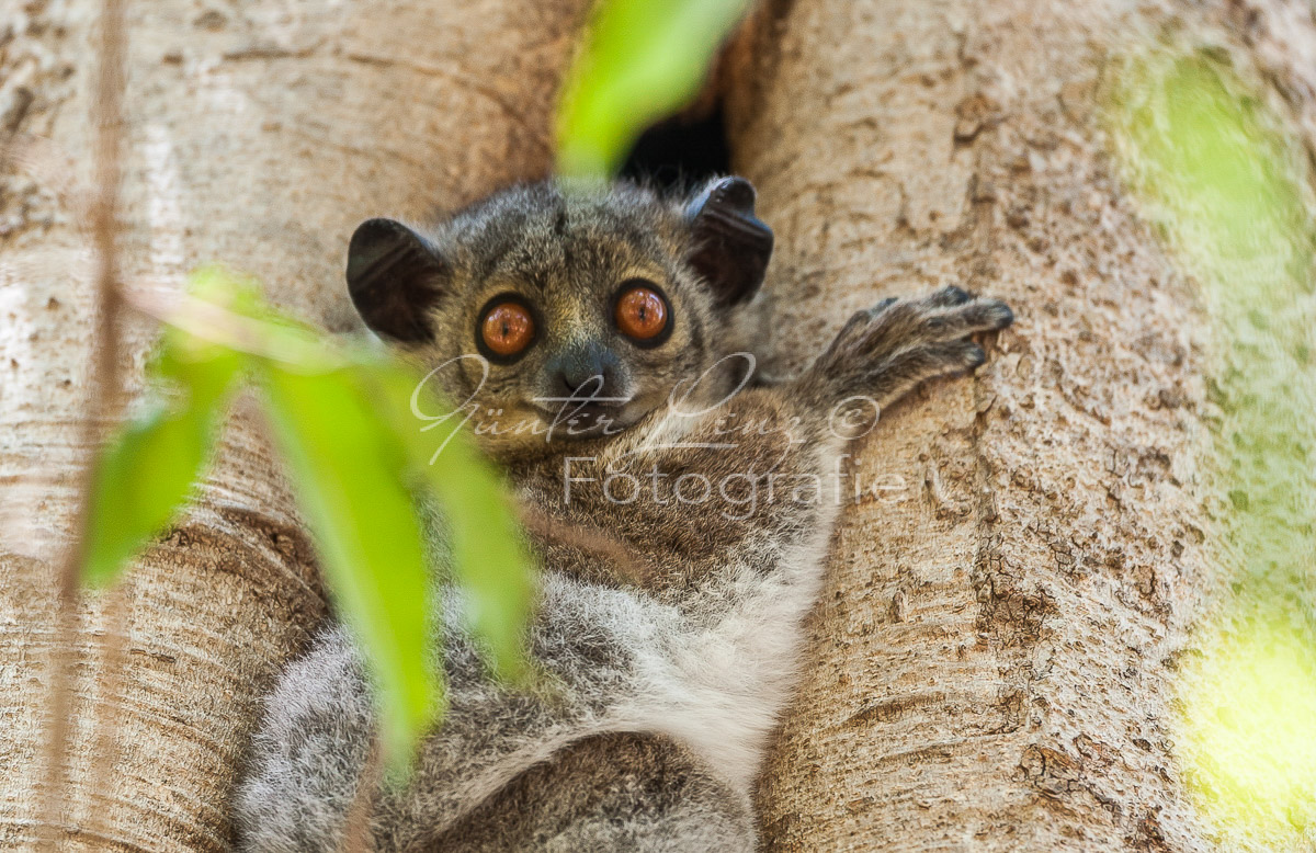 Madagaskar